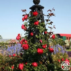 Kolorscape® Florentina -Healthy Plant Shop florentina 6 2