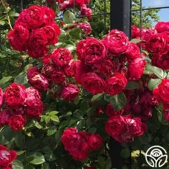 Kolorscape® Florentina -Healthy Plant Shop florentina 7 2