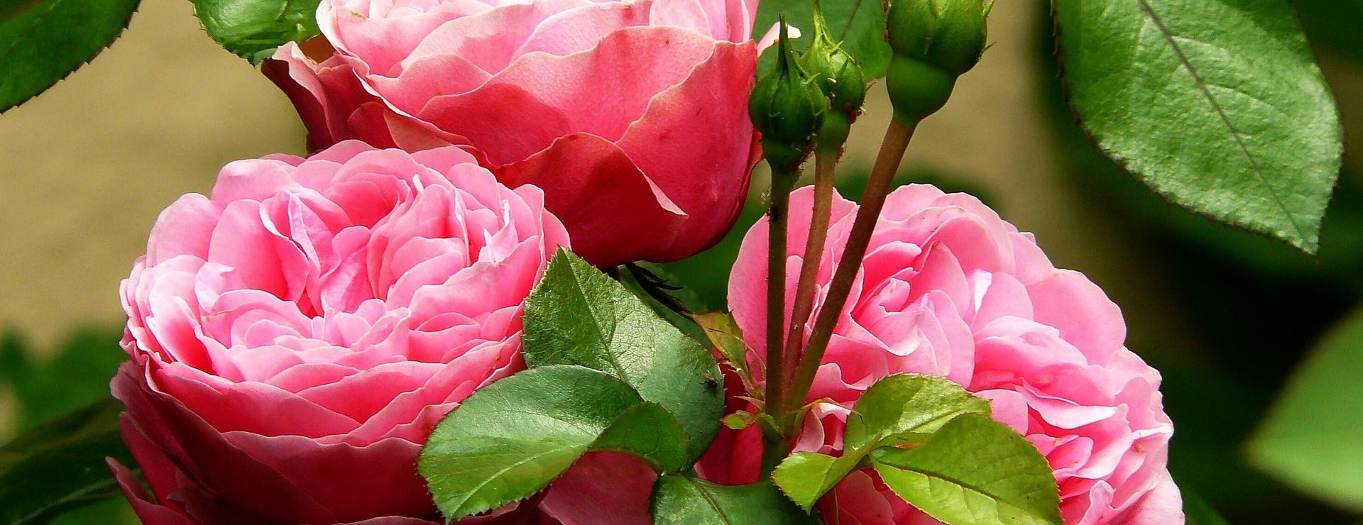 Healthy Plant Shop 2 Healthy Plant Shop -Healthy Plant Shop flowers 279583 1920