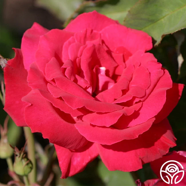 Forgotten Dreams 4 Forgotten Dreams - Image 2