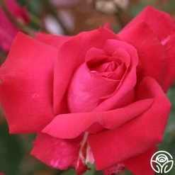 Forgotten Dreams 9 Forgotten Dreams -Healthy Plant Shop forgotten dreams 3 8