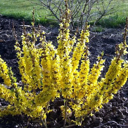 Show Off Starlet® Forsythia - Compact - Hardy - Proven Winners - 4" Pot 4 Show Off Starlet® Forsythia - Compact - Hardy - Proven Winners - 4" Pot - Image 2