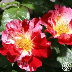 Fourth Of July™ 29 Fourth Of July™ -Healthy Plant Shop fourth of july logo 01