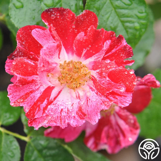 Fourth Of July™ 10 Fourth Of July™ - Image 8