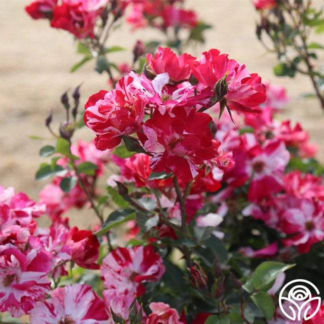 Fourth Of July™ 11 Fourth Of July™ - Image 9