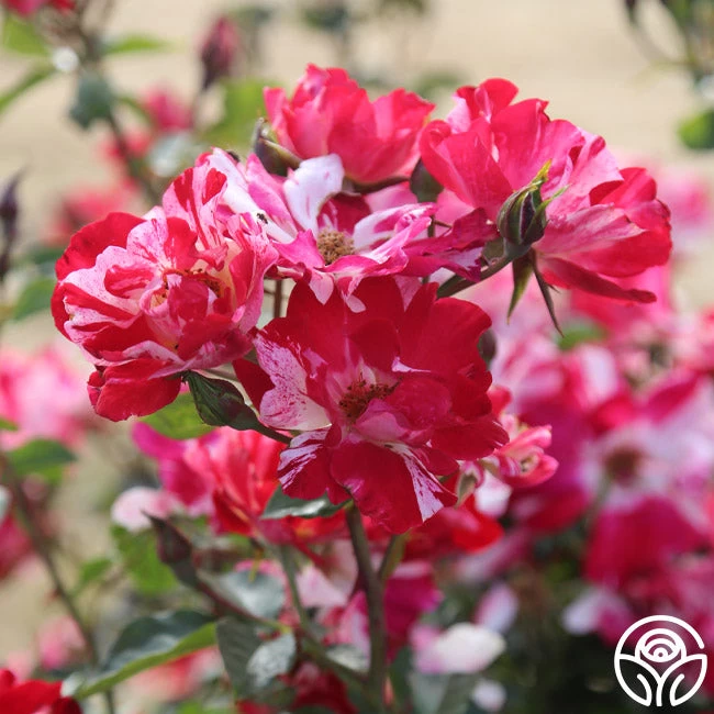 Fourth Of July™ 13 Fourth Of July™ - Image 11