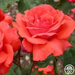 Fragrant Cloud -Healthy Plant Shop fragrant cloud 2 8