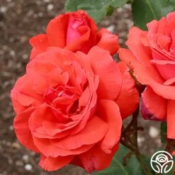 Fragrant Cloud -Healthy Plant Shop fragrant cloud 3 8