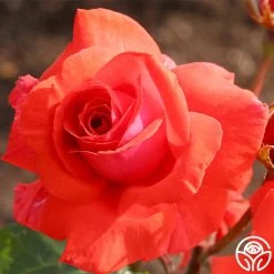 Fragrant Cloud -Healthy Plant Shop fragrant cloud 6