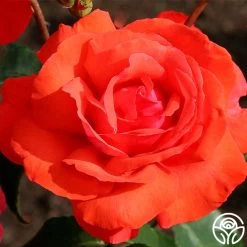 Fragrant Cloud -Healthy Plant Shop fragrant cloud 8