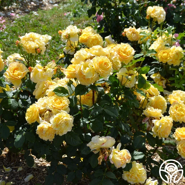 France Info ® 4 France Info ® - Image 2