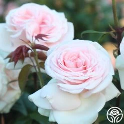 Francis Meilland® 19 Francis Meilland® -Healthy Plant Shop francis meilland 13