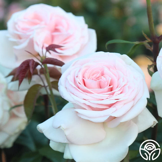 Francis Meilland® 6 Francis Meilland® - Image 4