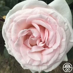 Francis Meilland® 27 Francis Meilland® -Healthy Plant Shop francis meilland 1 8