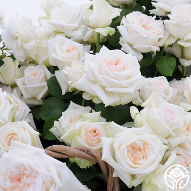 Free & Loyal 4 Free & Loyal - Image 2