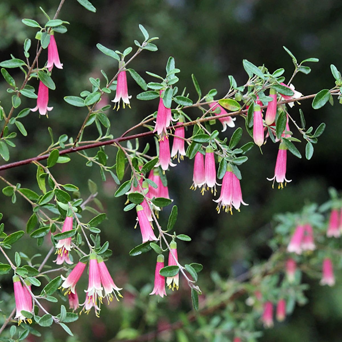Dusky Bells Fuchsia Correa - Australian Red Fuchsia - 5" Pot 3 Dusky Bells Fuchsia Correa - Australian Red Fuchsia - 5" Pot