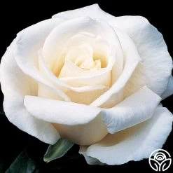 Full Sail 24 Full Sail -Healthy Plant Shop full sail 1 8