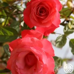 Galway Bay® -Healthy Plant Shop galway bay logo 03