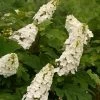 Gatsby Gal™ Oakleaf Hydrangea - 4'' Pot - Proven Winners 2 Gatsby Gal™ Oakleaf Hydrangea - 4'' Pot - Proven Winners -Healthy Plant Shop gatsbys gal hydrangea 77345.1615344586