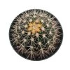 Golden Barrel Cactus - Echinocactus Grusonii - 6" Pot -Healthy Plant Shop gbarrel6innew 62115.1599750760