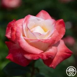 Gemini® 16 Gemini® -Healthy Plant Shop gemini 5 1