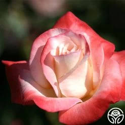 Gemini® 17 Gemini® -Healthy Plant Shop gemini 6 2