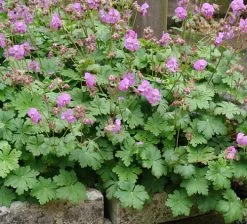 Karmina Hardy Geranium - Gallon Pot - Aromatic Foliage - Deep Rose Blooms 8 Karmina Hardy Geranium - Gallon Pot - Aromatic Foliage - Deep Rose Blooms -Healthy Plant Shop geraniumkarmina3 36389.1630093675