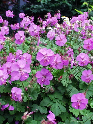 Karmina Hardy Geranium - Gallon Pot - Aromatic Foliage - Deep Rose Blooms 6 Karmina Hardy Geranium - Gallon Pot - Aromatic Foliage - Deep Rose Blooms - Image 4