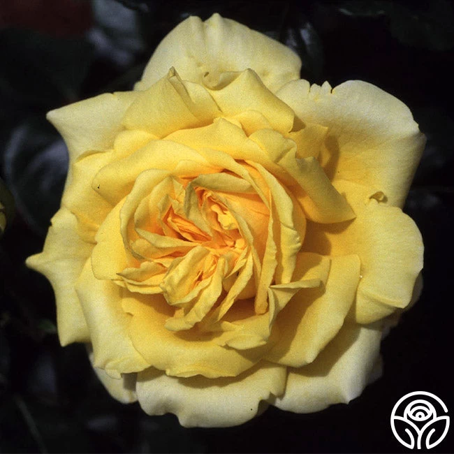 Gina Lollobrigida® 3 Gina Lollobrigida®