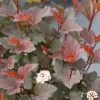 GINGER WINE® Ninebark - 4" Pot - Physocarpus - Proven Winners -Healthy Plant Shop ginger wine ninebark flowers physocarpus 46180.1615344631