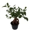 Chinese Ginseng Ficus Bonsai Tree - 6" Pot - House Plant Or Bonsai -Healthy Plant Shop ginsengficus6 59874.1636126993