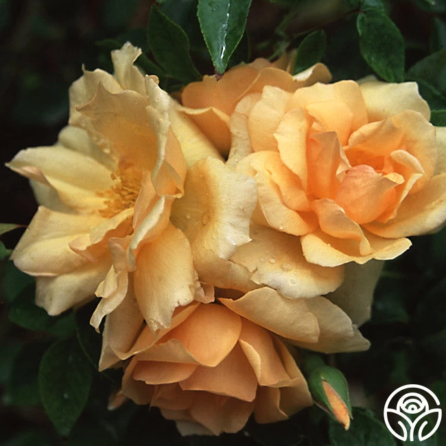 Gloire De Dijon 4 Gloire De Dijon - Image 2