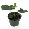 Goeldii Philodendron - 6" Pot - Trending/Collector's Series -Healthy Plant Shop goeldii2 56966.1621989435