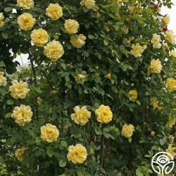 Golden Gate™ -Healthy Plant Shop golden gate logo 04