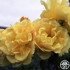 Golden Showers® 7 Golden Showers® -Healthy Plant Shop golden showers logo 03