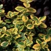 Gold Splash® Euonymus Fortunei - 4" Pot - Wintercreeper - Proven Winners 2 Gold Splash® Euonymus Fortunei - 4" Pot - Wintercreeper - Proven Winners -Healthy Plant Shop goldsplash421 45525.1615344486