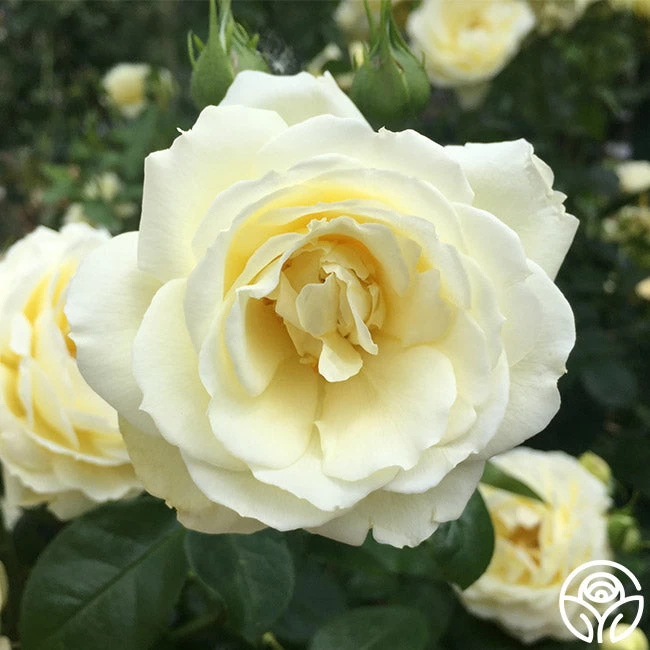 Good Ol' Summertime™ 9 Good Ol' Summertime™ - Image 7