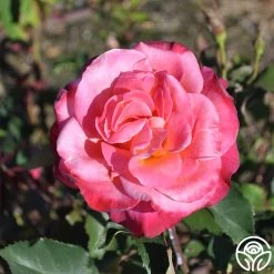 Granada -Healthy Plant Shop granada 2 8