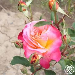 Granada -Healthy Plant Shop granada 3 7