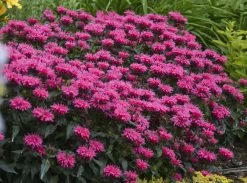 Sugar Buzz® Grape Gumball Bee Balm - Monarda - Gallon Pot