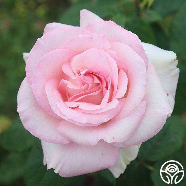 Great Century 4 Great Century - Image 2