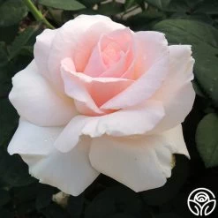 Great Century 7 Great Century -Healthy Plant Shop great century 4 8