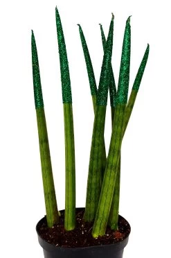 Make-Upz Glitter Green Bamboo Shoots Snake Plant - Sansevieria - 6" Pot -Healthy Plant Shop greentips1jpg 56485.1690831070