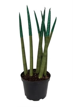 Make-Upz Glitter Green Bamboo Shoots Snake Plant - Sansevieria - 6" Pot