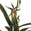 Gilded Tower Mystic Maze Orchid - Banfieldara - 4" Pot - Collector Orchids -Healthy Plant Shop gtowermistycmbloom 43707.1693685543
