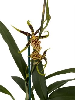 Gilded Tower Mystic Maze Orchid - Banfieldara - 4" Pot - Collector Orchids