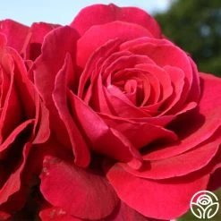 Eleganza® Gypsy Soul 12 Eleganza® Gypsy Soul -Healthy Plant Shop gypsy soul eleganza 3