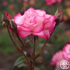 Handel -Healthy Plant Shop handel logo 04