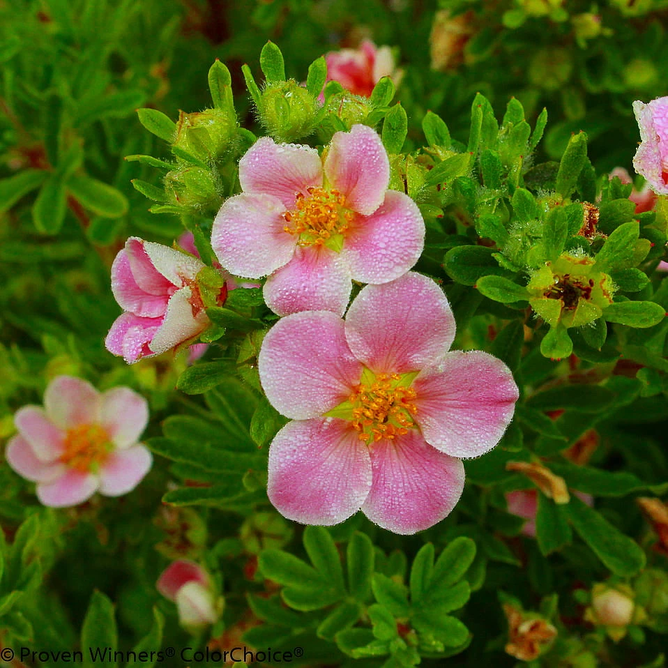 Pink Paradise Happy Face ® Bush Cinquefoil - Potentilla-Proven Winners-4" Pot 3 Pink Paradise Happy Face ® Bush Cinquefoil - Potentilla-Proven Winners-4" Pot