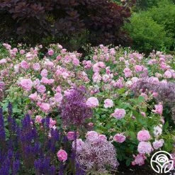 Harlow Carr™ -Healthy Plant Shop harlow carr 2 6